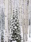 Colorado-Keebler Pass-fresh snow on Aspens and Evergreen trees Art Print